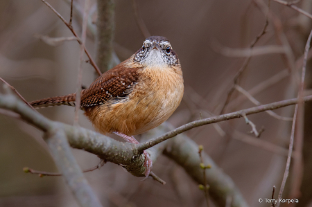 Carolina Wren