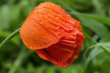 Floppy Poppy 