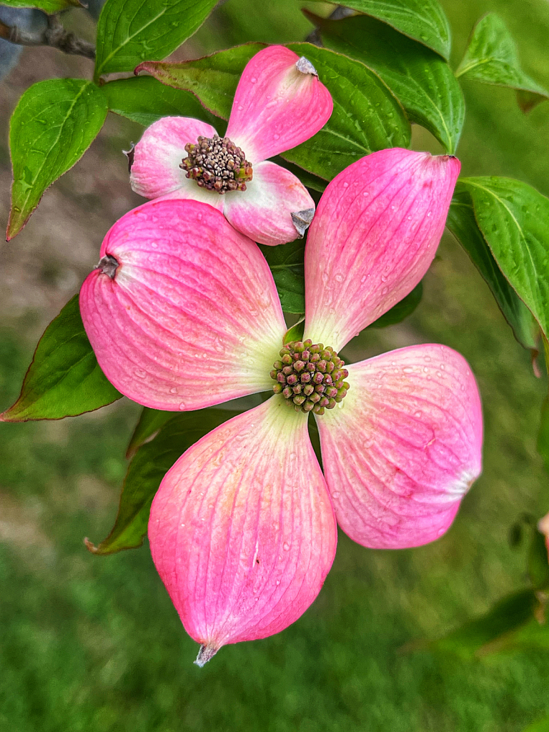 Dogwood 