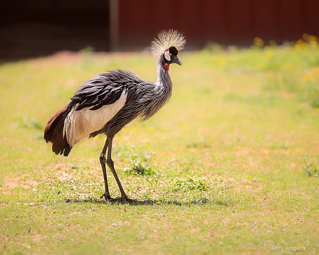 East-African Grey-crowned Crane - ID: 16115741 © Terry Korpela