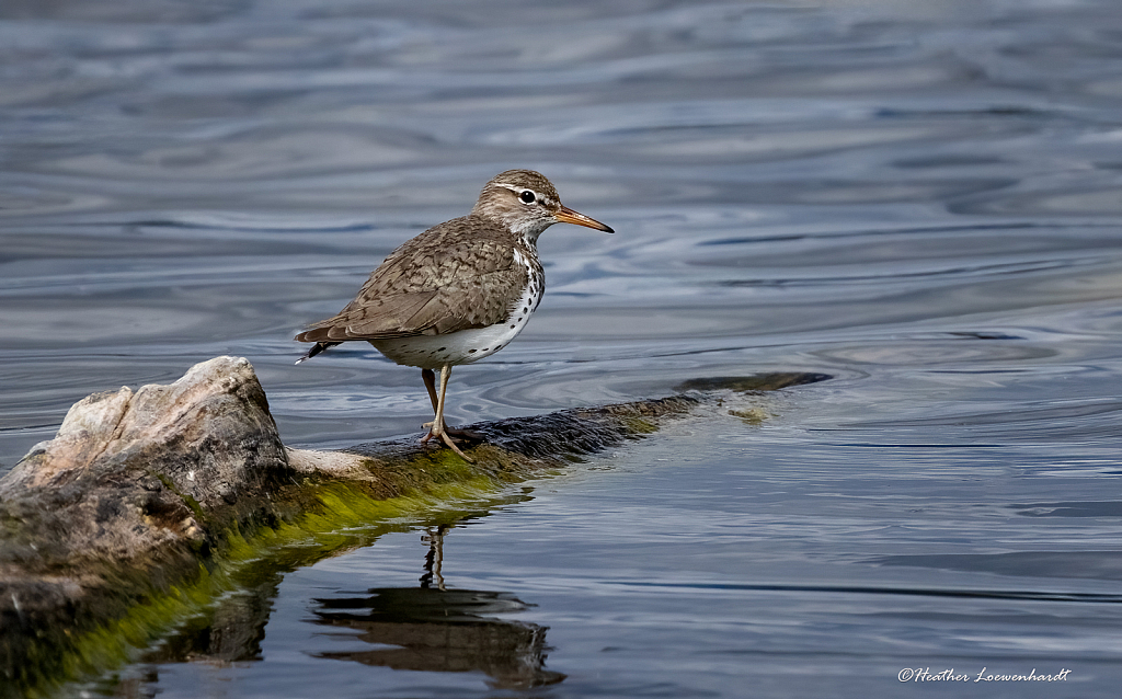 Sandpiper