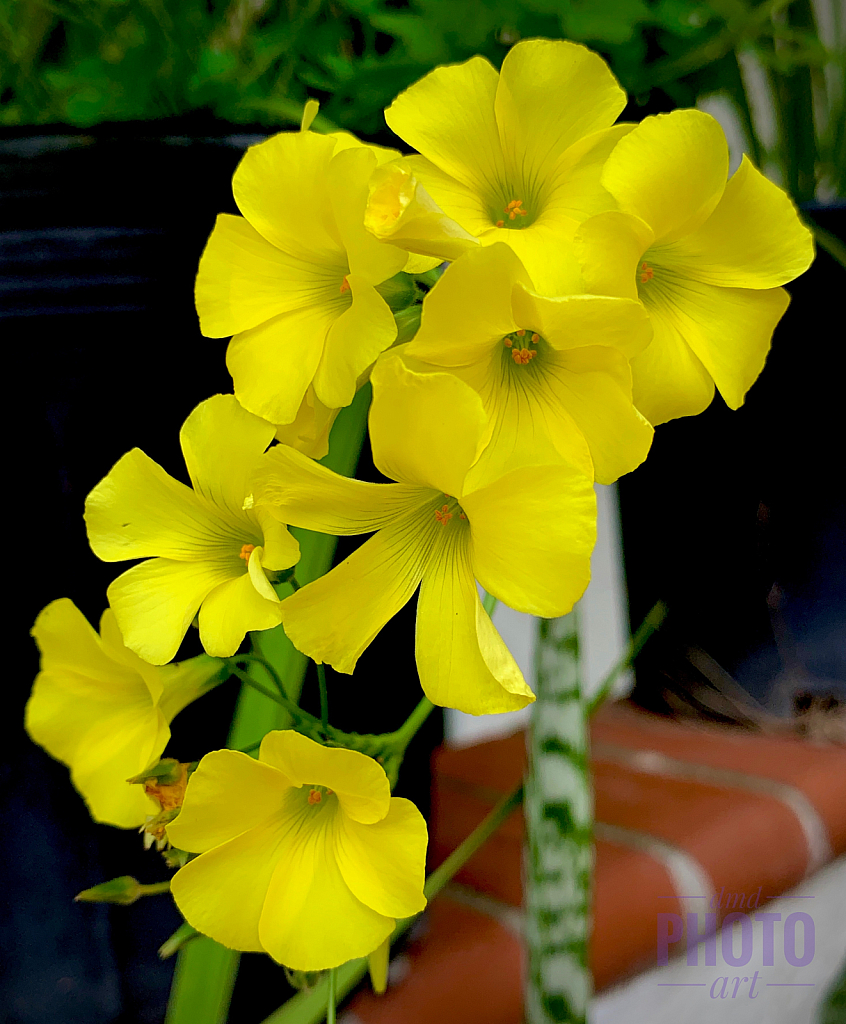 ~ ~ RADIANT YELLOW ~ ~ 