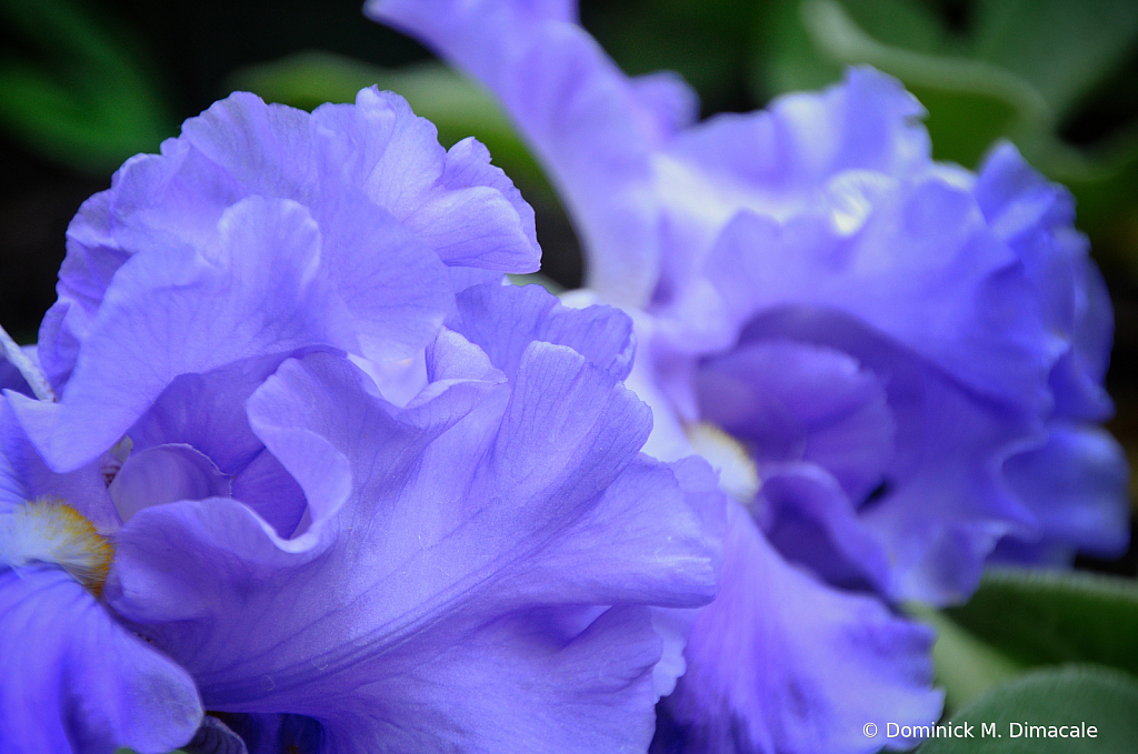 ~ ~ PURPLE RUFFLES ~ ~ 