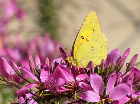 Yellow Sulphur Butterfly