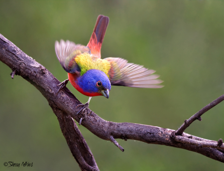 Painted Bunting