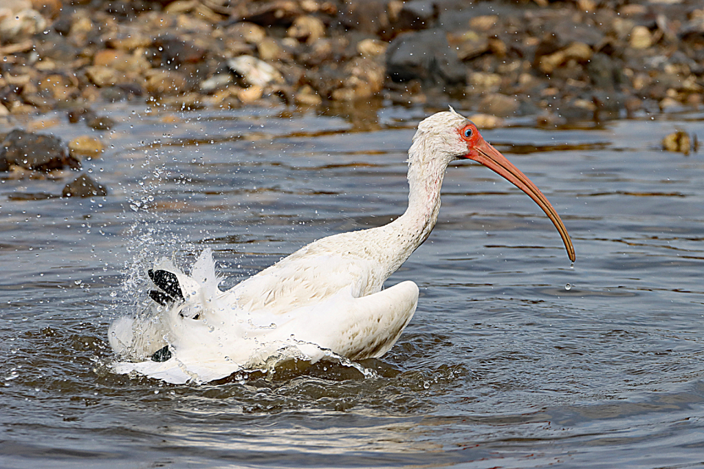 Splish Splash Ibis Taking a Bath