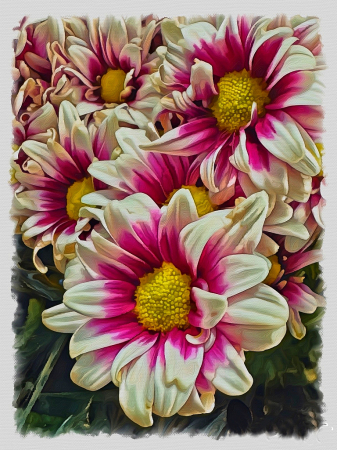 Garden Mums