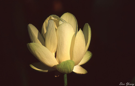 Lotus Blossom