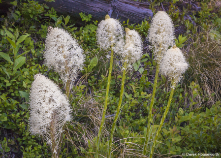 Beargrass