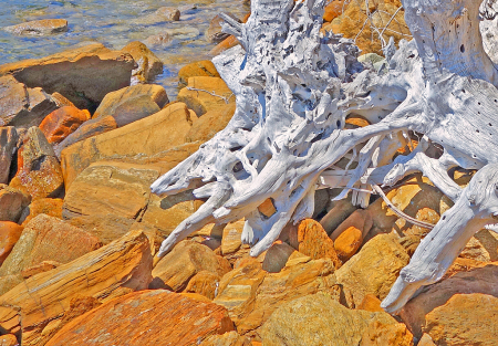 Driftwood on seaside Rocks.