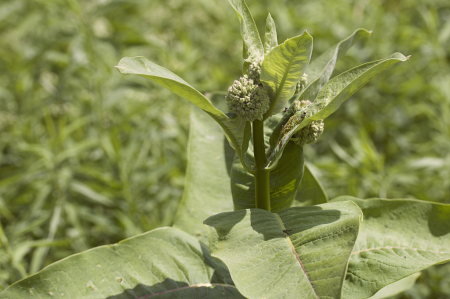 Working The Milkweed