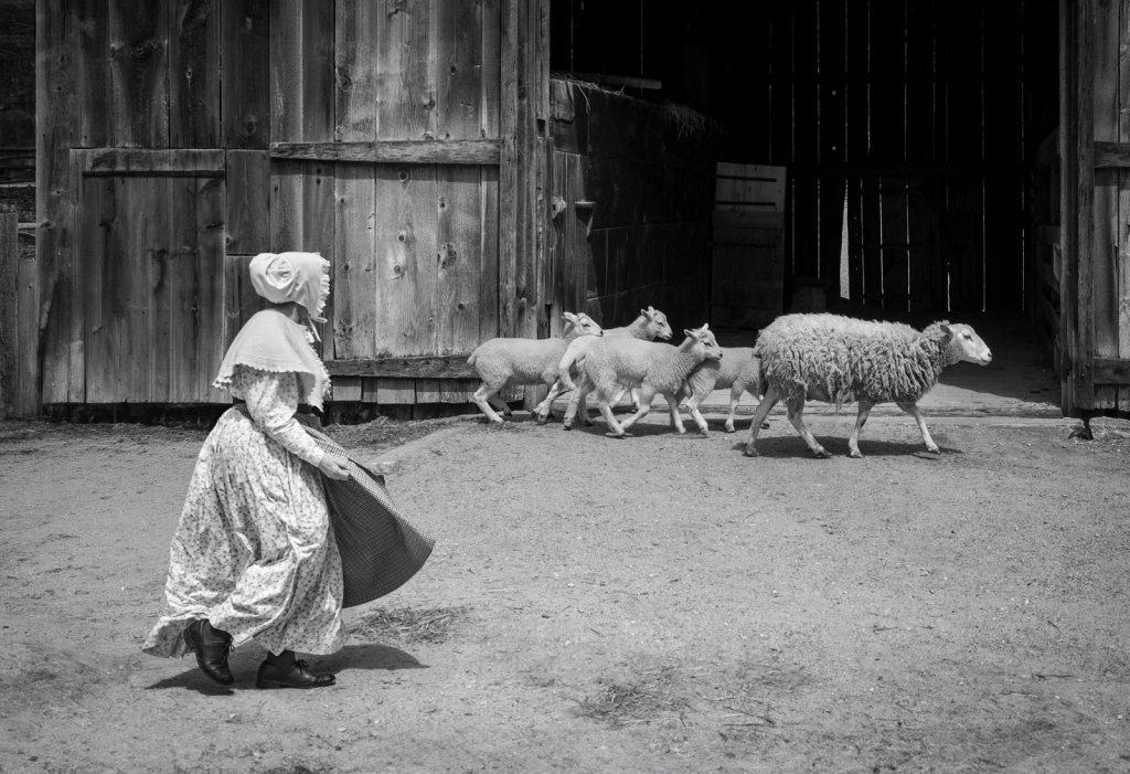 Herding the Sheep