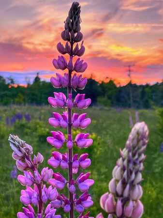 Lupines 