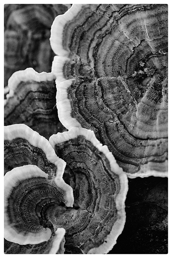 Turkey Tail