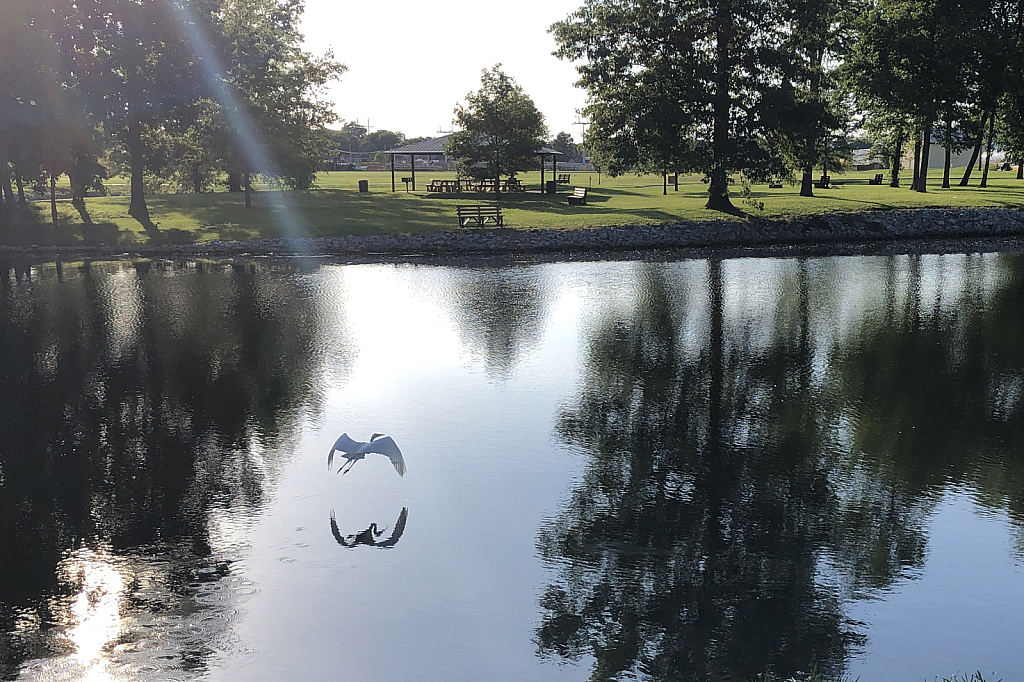 Egret, reflection, sun-ray
