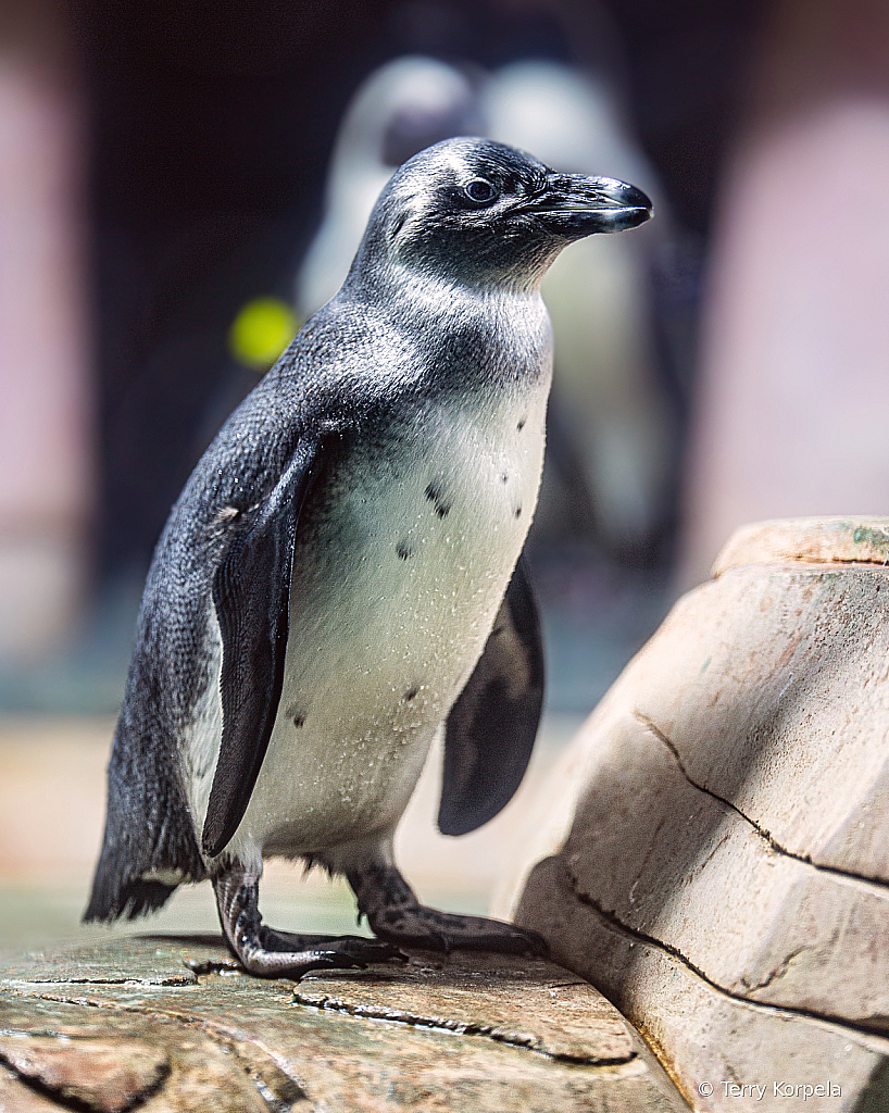 Penguin - ID: 16116367 © Terry Korpela