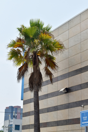A PALM IN THE CITY