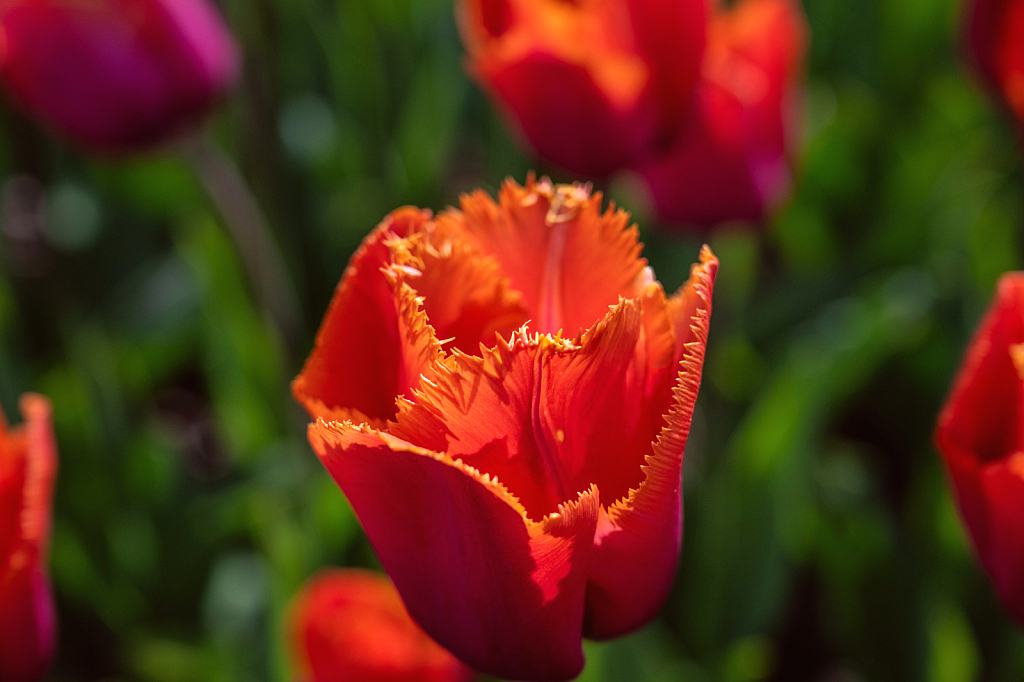 Tulips # 2