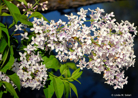 Lilacs on the Pond