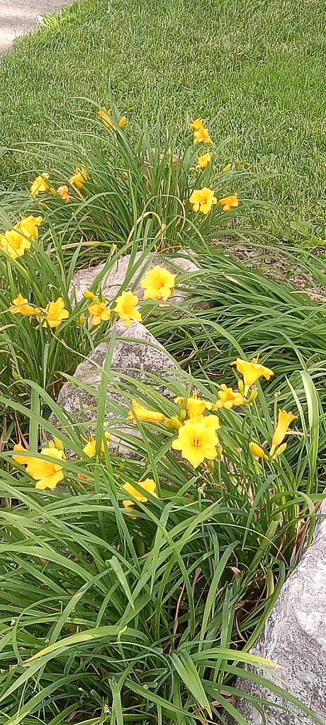 Yellow Flowers and Rocks