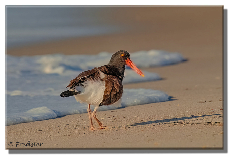 Oyster Catcher Looking For A Meal
