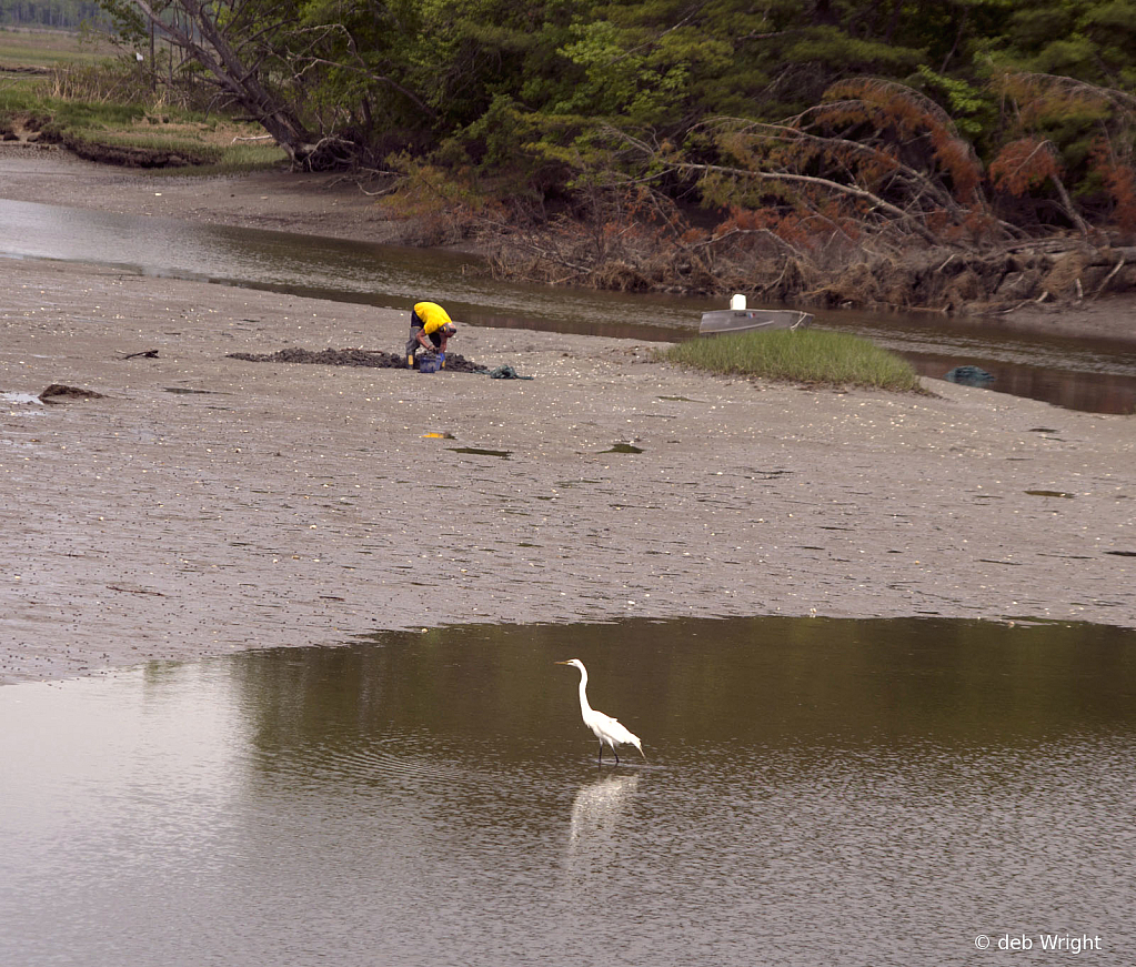 Egret and the Clammer