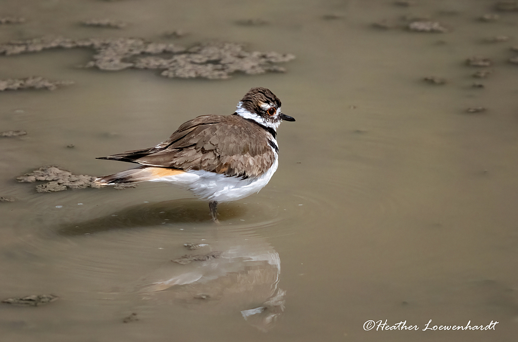 Killdeer in a mud puddle