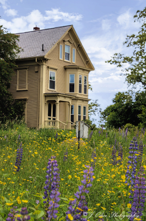Yellow House and Lupines