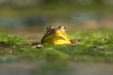 Annoyed Frog