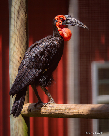 Southern Ground-Hornbill (male)