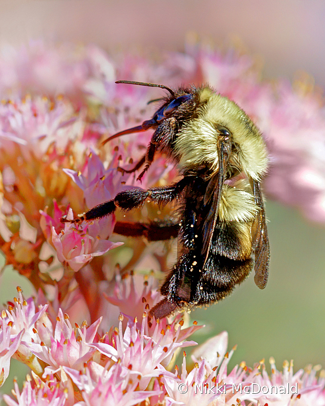 Busy Bee on Sedum