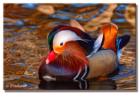 Mandarin Duck Out For A Swim