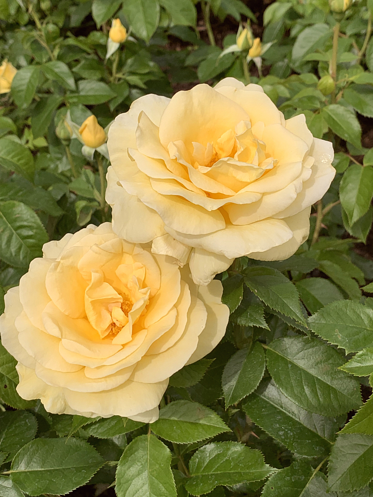 yellow roses, for friendship 