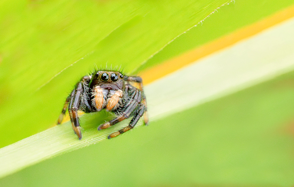 Discussing Life with the Jumping Spider