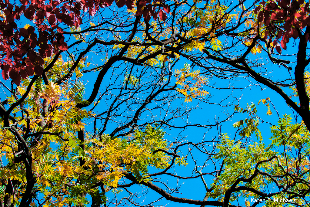 branches swimming in color