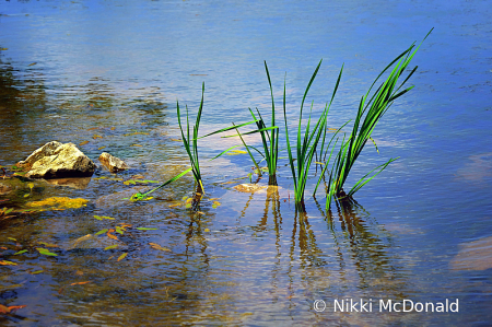 Ripples, Rocks, Reeds, and Reflections