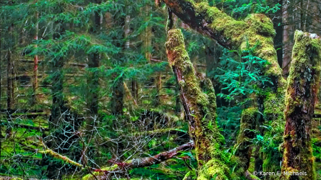 Argyll Forest
