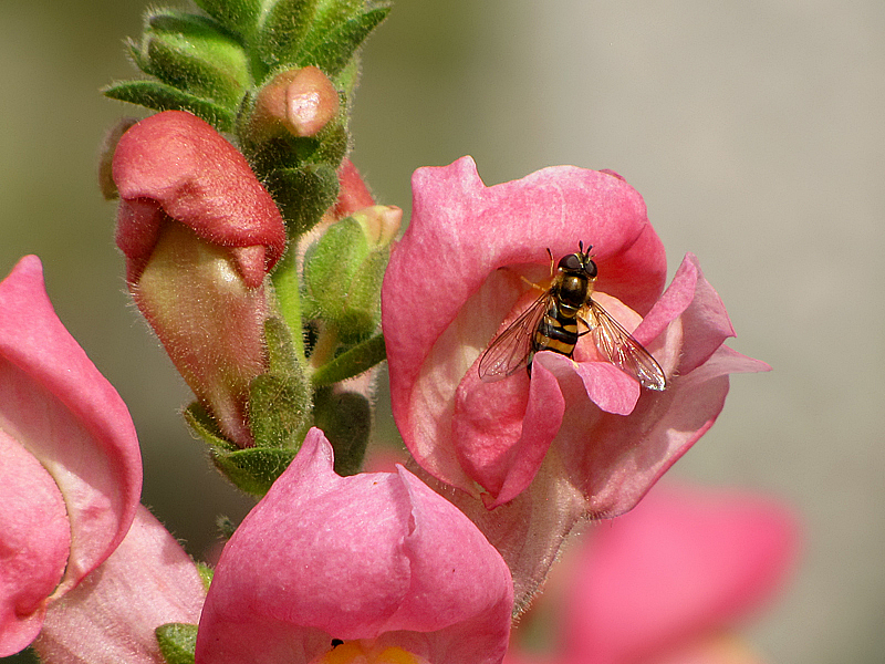 Hover Fly on Snapdragon