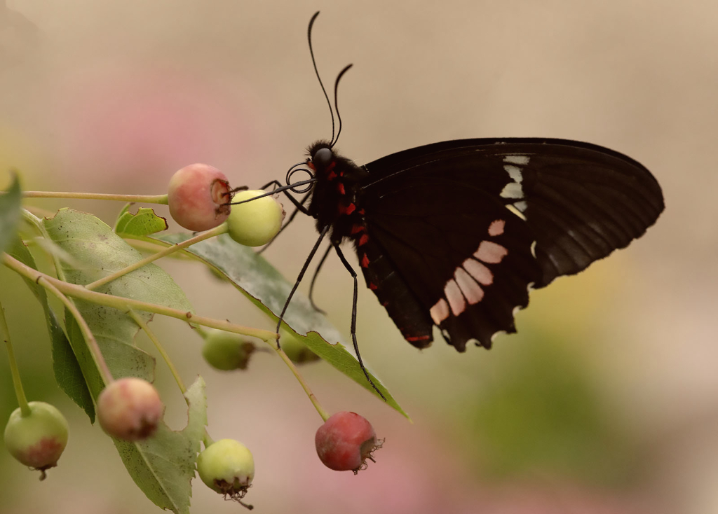 Butterfly in Berries