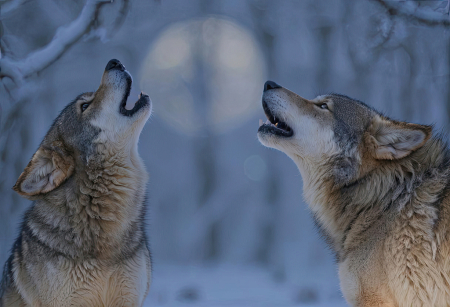 2 Wolves