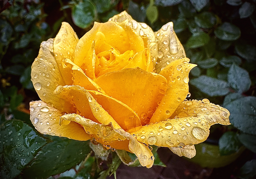Yellow rose, symbol of joy