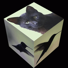 Cube Animals