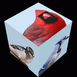 Cube Birds