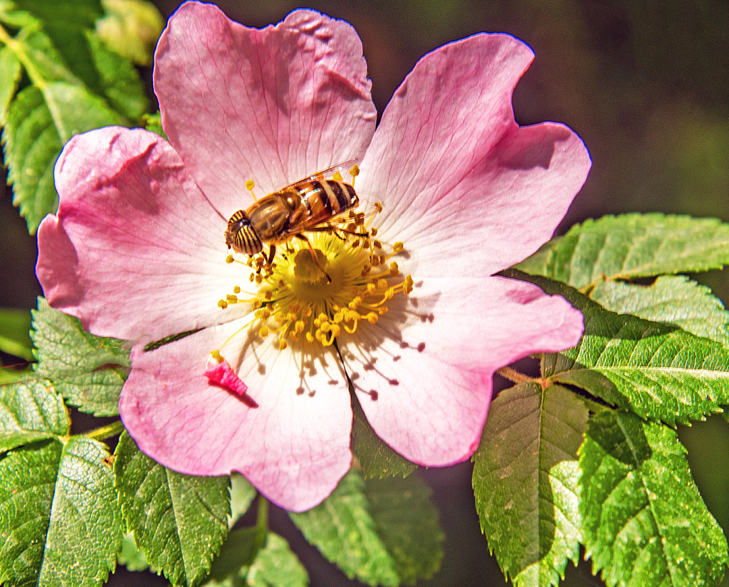 Wild Rose and Visitor.