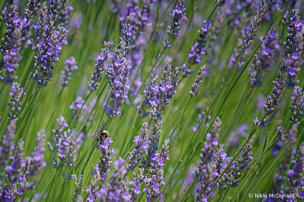 Bee-ing Lavender 