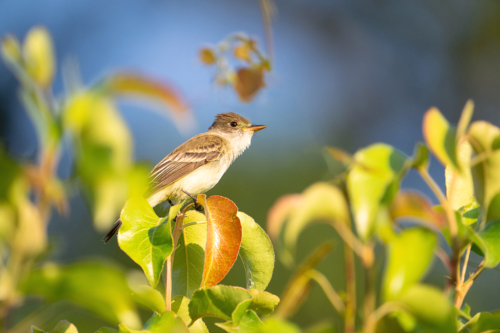 The Willow Flycatcher