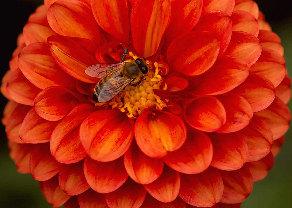 Orange Dahlia and Bee
