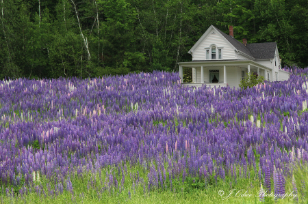Lupines and White House