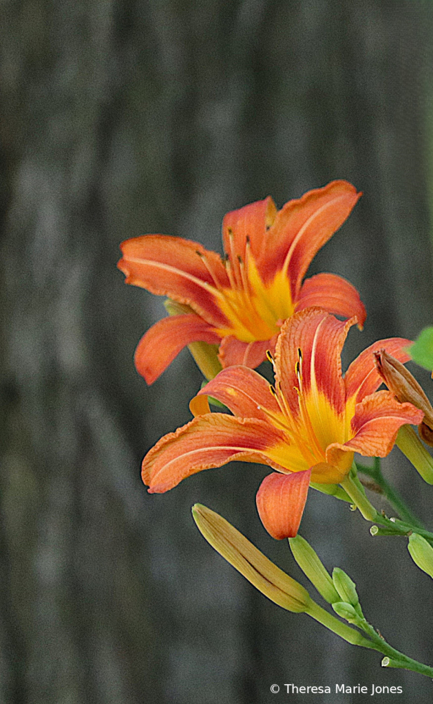 Day Lillies