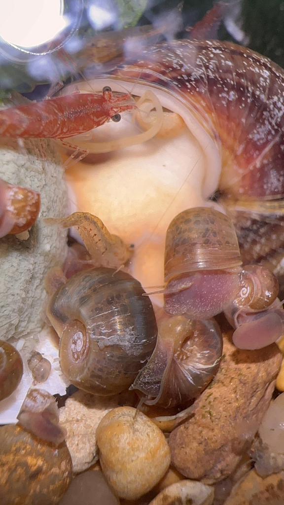 Snail and shrimp feast